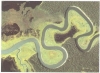 الصورة المجاورة التقطت بواسطة الأقمار الصناعية لنهر ساستينا الموجود في
